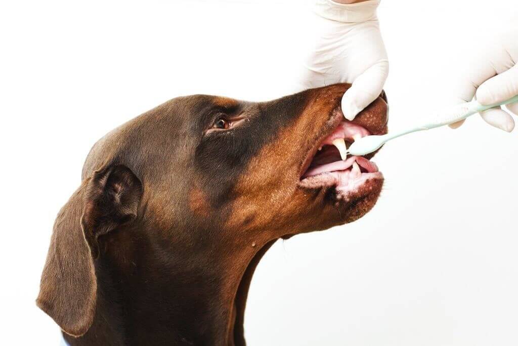Brushing dog teeth